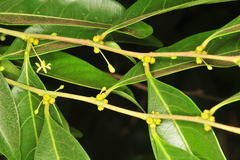 Glochidion assamicum